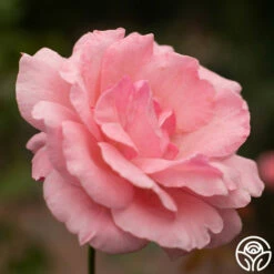 Queen Elizabeth® -HEIRLOOM ROSES Sales Queen Elizabeth 11 bdd6b53f 92f0 48b2 b2bb d448a6ac7356