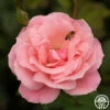 Queen Elizabeth® -HEIRLOOM ROSES Sales Queen Elizabeth 13