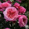 Queen Of Elegance™ -HEIRLOOM ROSES Sales Queen of Elegance