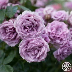 Arborose® Quicksilver -HEIRLOOM ROSES Sales Quicksilver 11