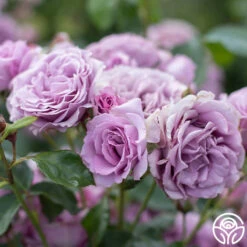 Arborose® Quicksilver -HEIRLOOM ROSES Sales Quicksilver 15