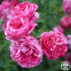 Raspberry Cream Twirl™ -HEIRLOOM ROSES Sales Raspberry Cream Twirl 11