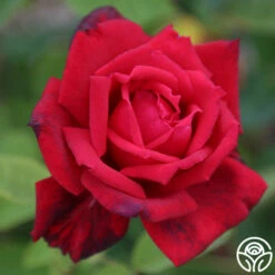 Red Masterpiece® -HEIRLOOM ROSES Sales Red Masterpiece 11