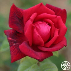 Red Masterpiece® -HEIRLOOM ROSES Sales Red Masterpiece 12