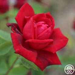 Red Masterpiece® -HEIRLOOM ROSES Sales Red Masterpiece 13