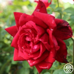 Red Masterpiece® -HEIRLOOM ROSES Sales Red Masterpiece 14