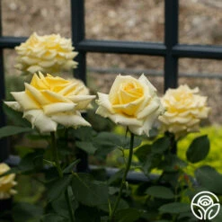 Robert Bruce 15 Robert Bruce -HEIRLOOM ROSES Sales Robert Bruce 11