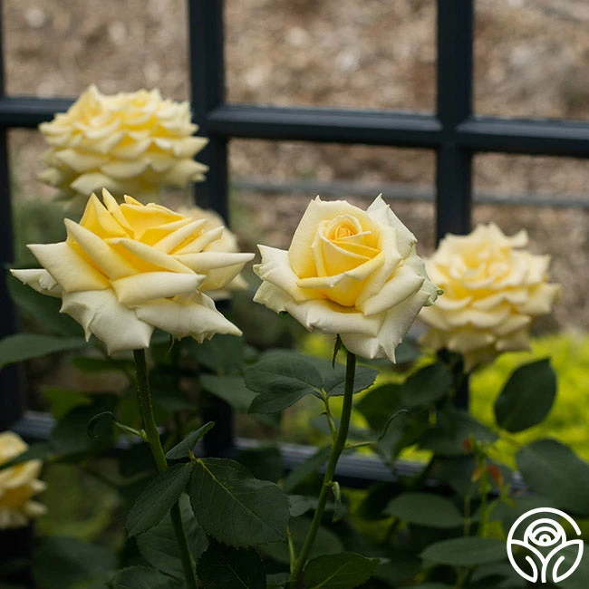 Robert Bruce 5 Robert Bruce - Image 3