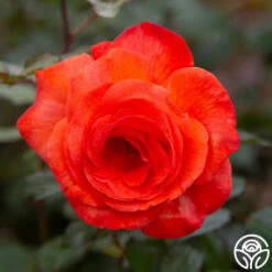 Robert Clements™ 24 Robert Clements™ -HEIRLOOM ROSES Sales Robert Clements 00171