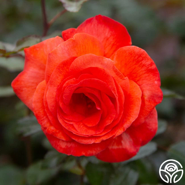 Robert Clements™ 11 Robert Clements™ - Image 9