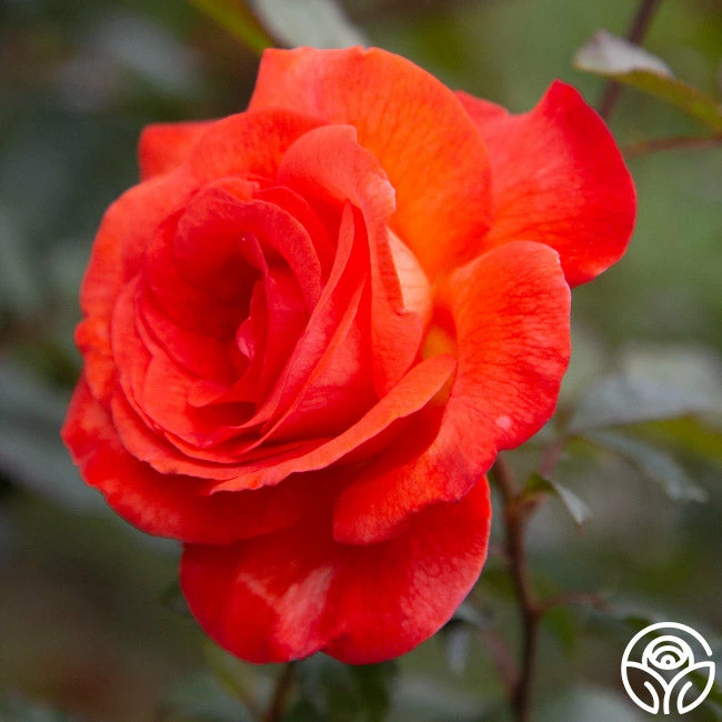 Robert Clements™ 10 Robert Clements™ - Image 8