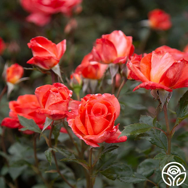 Robert Clements™ 7 Robert Clements™ - Image 5