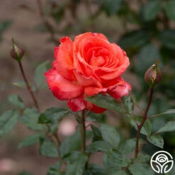 Robert Clements™ 21 Robert Clements™ -HEIRLOOM ROSES Sales Robert Clements 0117