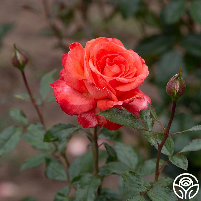 Robert Clements™ 8 Robert Clements™ - Image 6