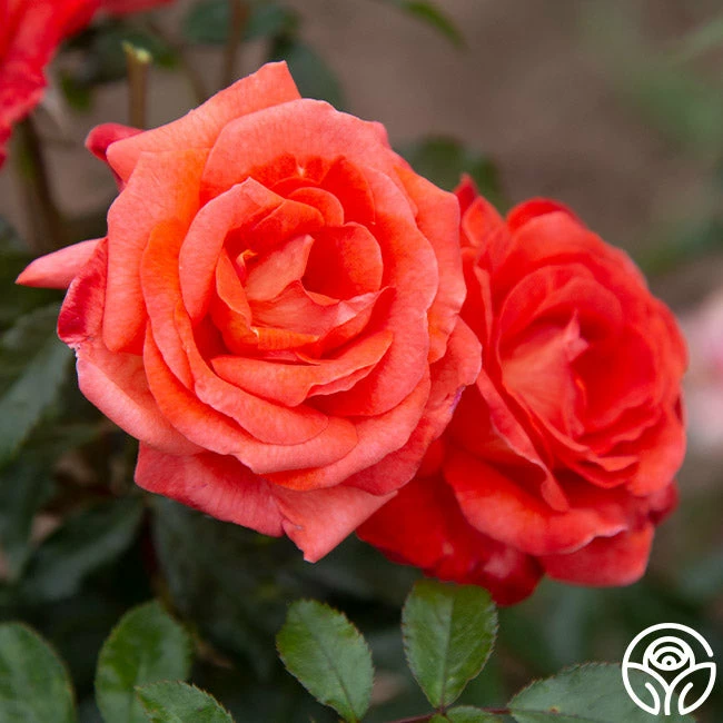 Robert Clements™ 4 Robert Clements™ - Image 2