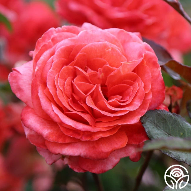 Robert Clements™ 12 Robert Clements™ - Image 10