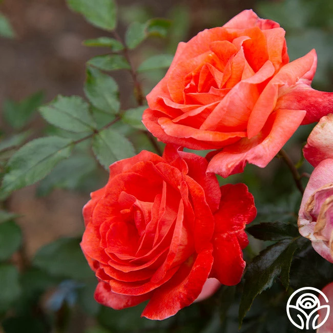 Robert Clements™ 6 Robert Clements™ - Image 4