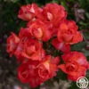 Robert Clements™ 1 Robert Clements™ -HEIRLOOM ROSES Sales Robert Clements 01 e48aed4d 4cd5 4223 afaf f6ebed249ce6