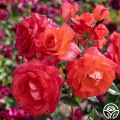 Robert Clements™ 22 Robert Clements™ -HEIRLOOM ROSES Sales Robert Clements 02