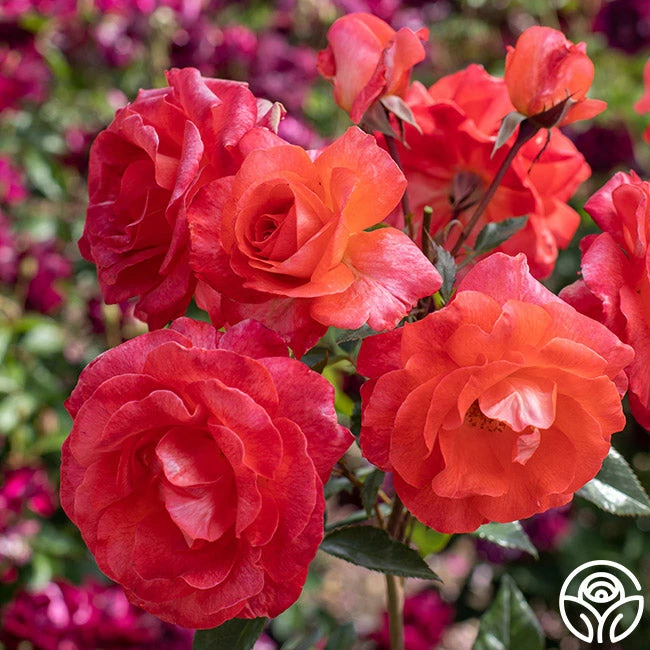 Robert Clements™ 9 Robert Clements™ - Image 7