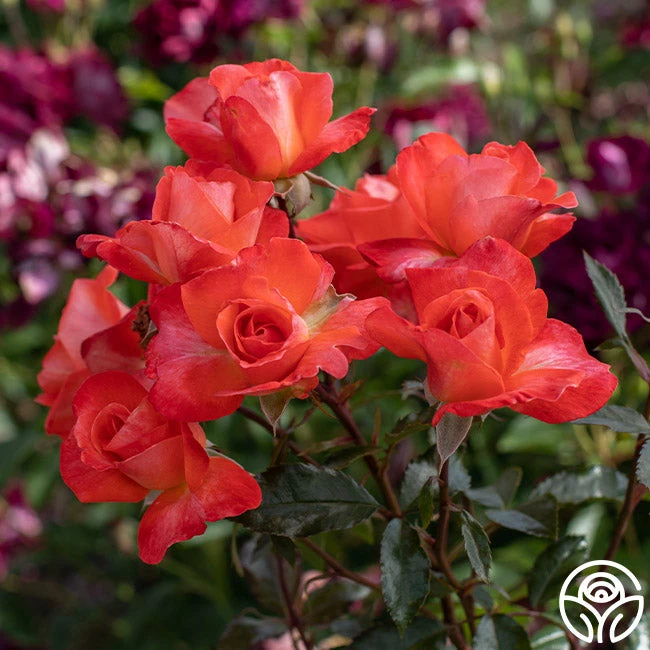 Robert Clements™ 16 Robert Clements™ - Image 14