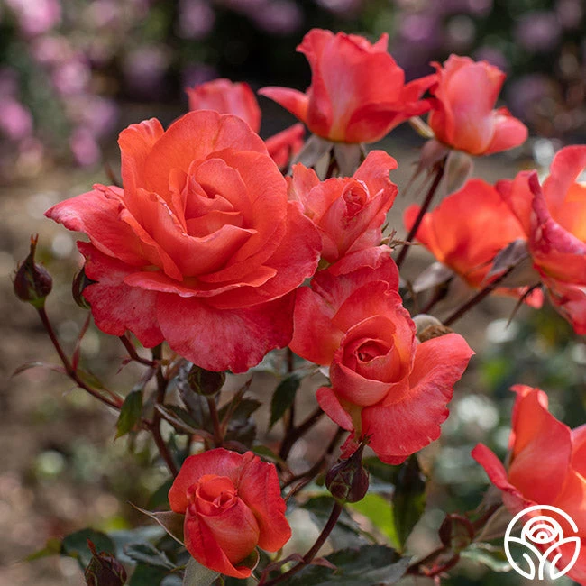 Robert Clements™ 13 Robert Clements™ - Image 11