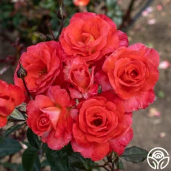 Robert Clements™ 18 Robert Clements™ -HEIRLOOM ROSES Sales Robert Clements 05