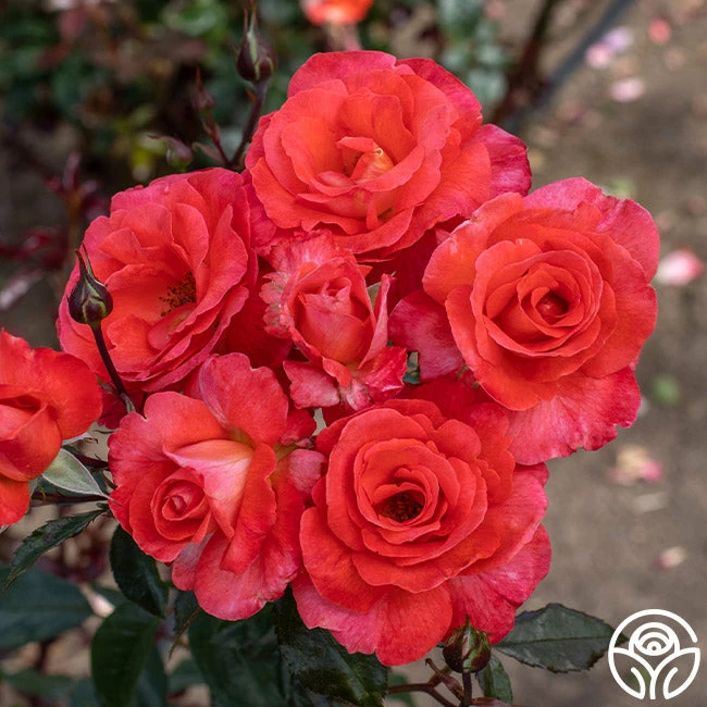 Robert Clements™ 5 Robert Clements™ - Image 3