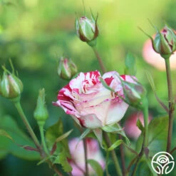 Rock & Roll™ -HEIRLOOM ROSES Sales Rock Roll 11