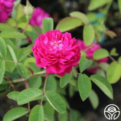 Rose De Rescht 19 Rose De Rescht -HEIRLOOM ROSES Sales Rose de Rescht 0