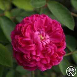 Rose De Rescht 14 Rose De Rescht -HEIRLOOM ROSES Sales Rose de Rescht 04