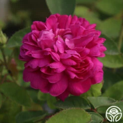 Rose De Rescht 17 Rose De Rescht -HEIRLOOM ROSES Sales Rose de Rescht 02