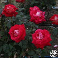 Rosie O'Donnell 9 Rosie O'Donnell -HEIRLOOM ROSES Sales Rosie O Donnell