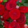 Veranda® Roxanne -HEIRLOOM ROSES Sales Roxanne veranda 144