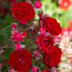 Veranda® Roxanne -HEIRLOOM ROSES Sales Roxanne veranda 188