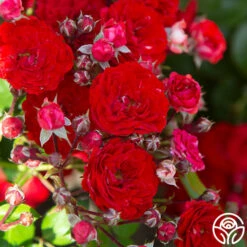 Veranda® Roxanne -HEIRLOOM ROSES Sales Roxanne veranda 19