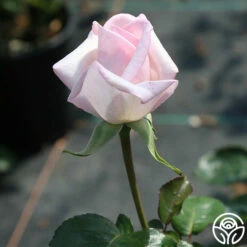 Royal Highness 13 Royal Highness -HEIRLOOM ROSES Sales Royal Highness 11