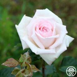 Royal Highness 11 Royal Highness -HEIRLOOM ROSES Sales Royal Highness 15