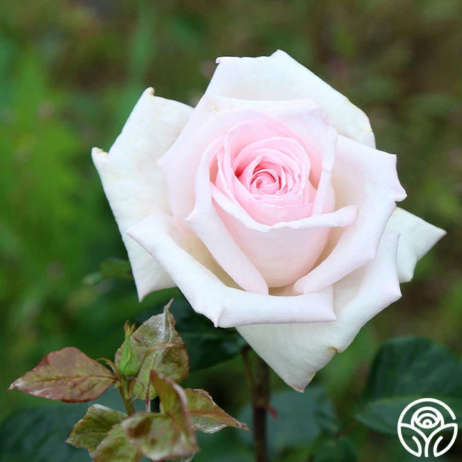 Royal Highness 5 Royal Highness - Image 3