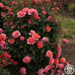 Safari™ 14 Safari™ -HEIRLOOM ROSES Sales Safari 11