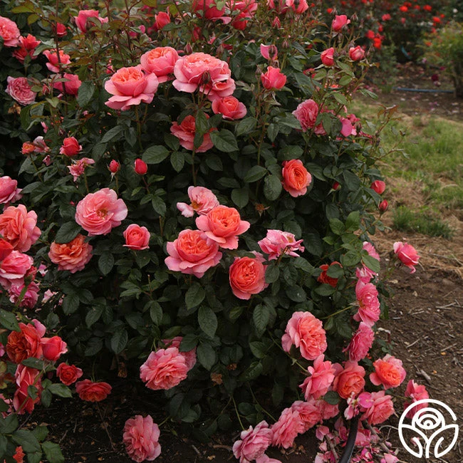 Safari™ 4 Safari™ - Image 2