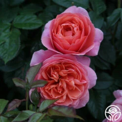 Safari™ 19 Safari™ -HEIRLOOM ROSES Sales Safari 13