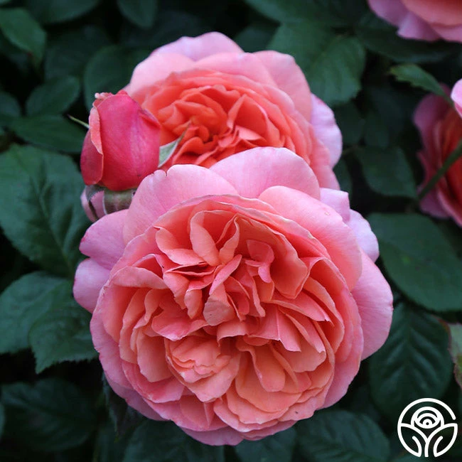 Safari™ 11 Safari™ - Image 9