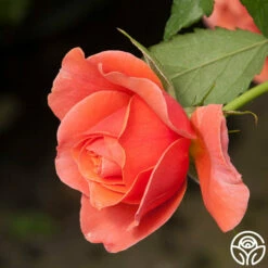 Safari™ 23 Safari™ -HEIRLOOM ROSES Sales Safari 16