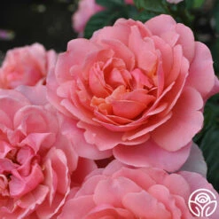 Safari™ 22 Safari™ -HEIRLOOM ROSES Sales Safari 19