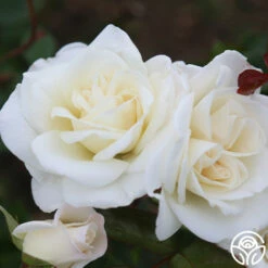 Saratoga -HEIRLOOM ROSES Sales Saratoga 13