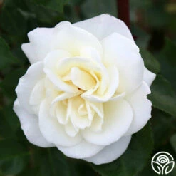 Saratoga -HEIRLOOM ROSES Sales Saratoga 16