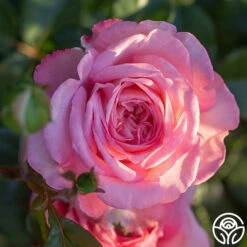 Sunbelt® Savannah 16 Sunbelt® Savannah -HEIRLOOM ROSES Sales Savannah 13 82cfae0b 125e 4116 99ed dd1ada233ac6