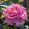 Sunbelt® Savannah -HEIRLOOM ROSES Sales Savannah 14 3512c815 cdb4 4bc9 9518 96828bd636ef