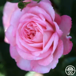 Sunbelt® Savannah 21 Sunbelt® Savannah -HEIRLOOM ROSES Sales Savannah 18